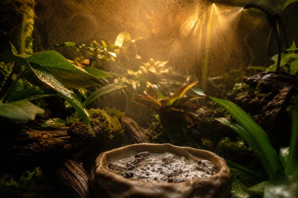 Terrariums and enclosures