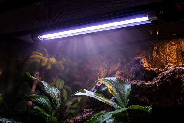 UVB lighting